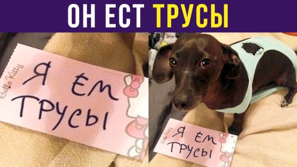Такса в трусах