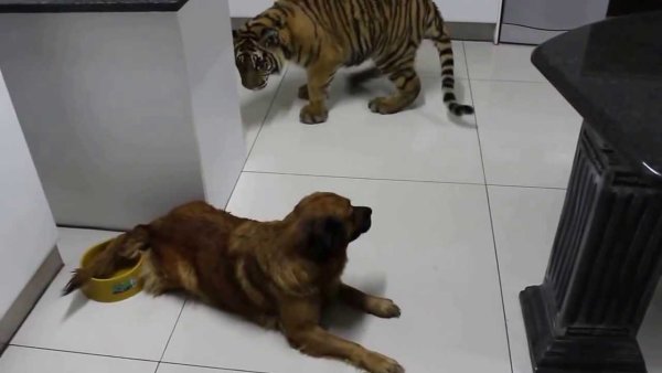Собака впервые увидела тигра