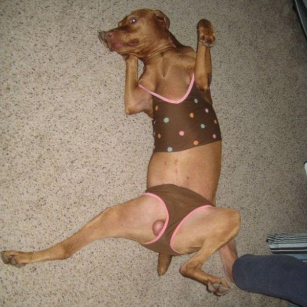 Собака в нижеем бкльк