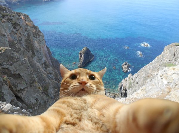 Джонни Кэтсвилл