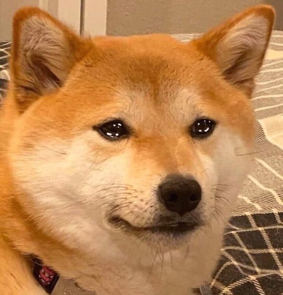 Акита ину Мем