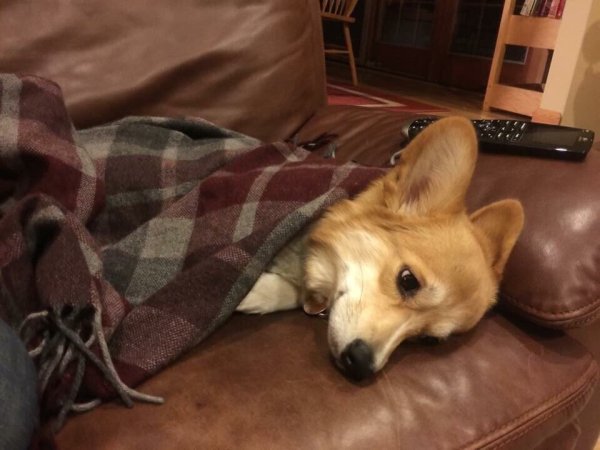 Грустная собака