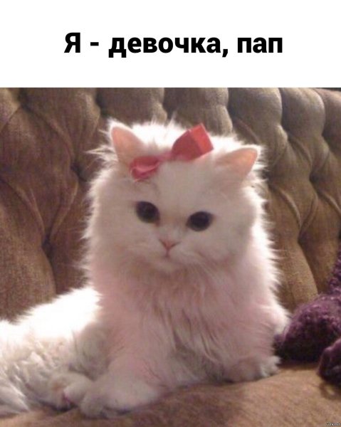 Котенок с бантиком