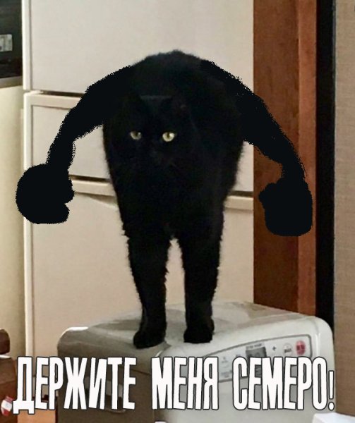 Черный кот Мем