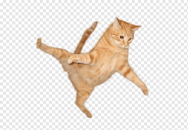 Коты без фона