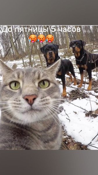 Серый кот селфи