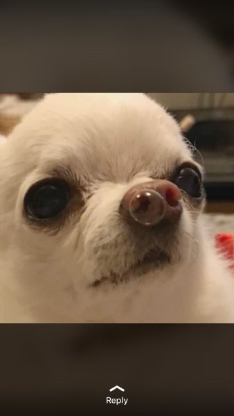 Собачка с пузырьком из носа