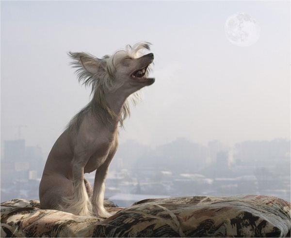 Собака воет