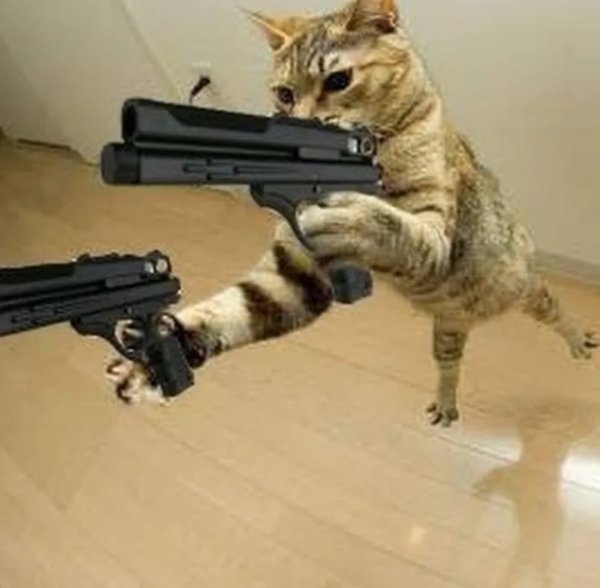 Коты с автоматами