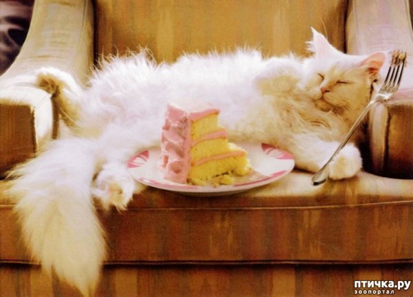 Котенок ест тортик