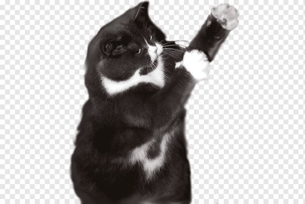 Смешной котик на прозрачном фоне