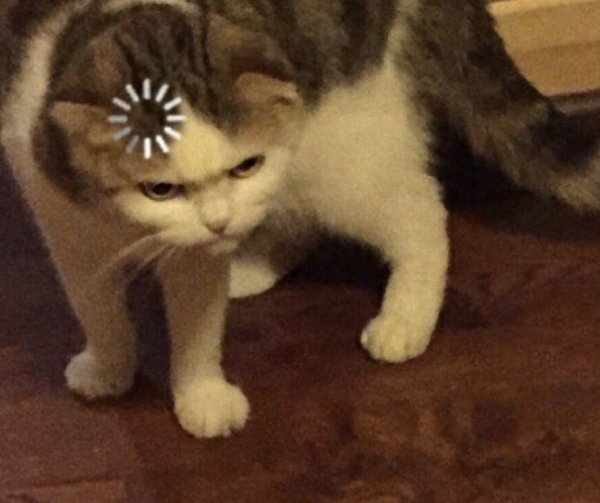 Кот ничего не понимает Мем