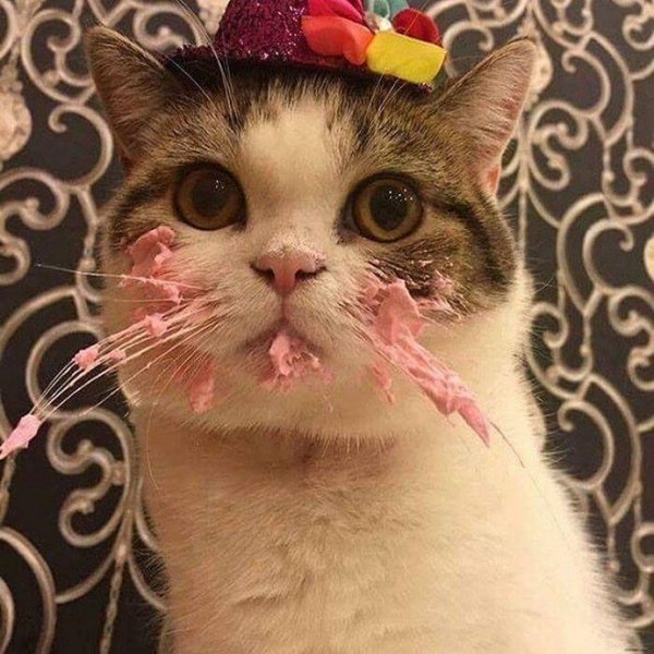 С днем рождения кот
