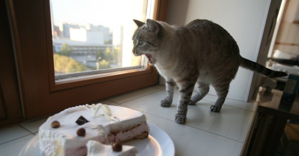 Объелся тортом