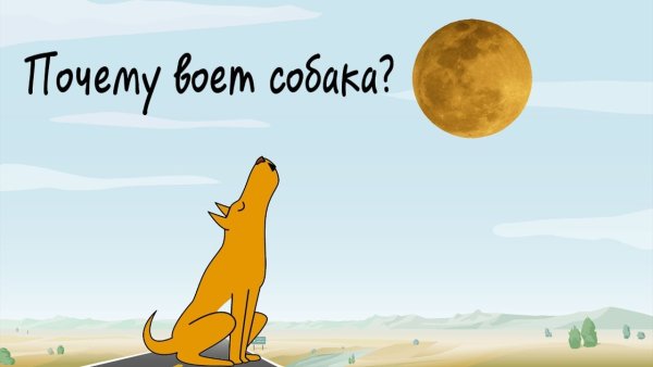 Собака воет