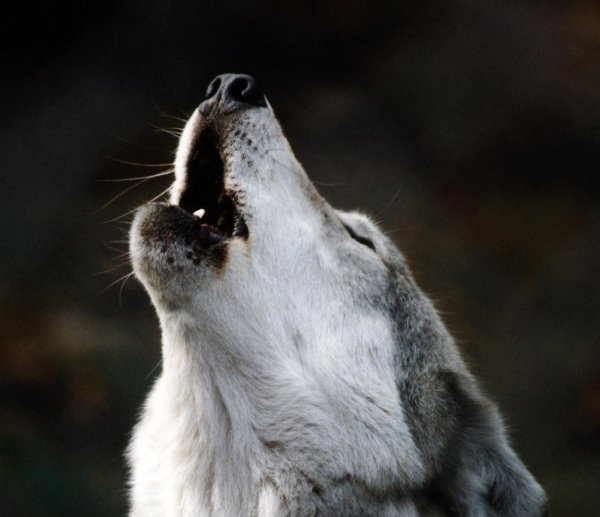 Воющая собака