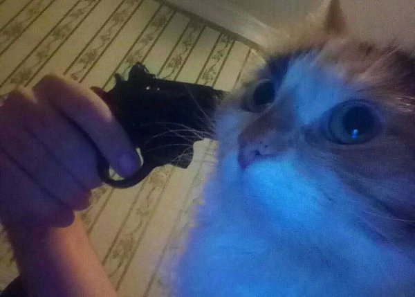 Стреляющий кот