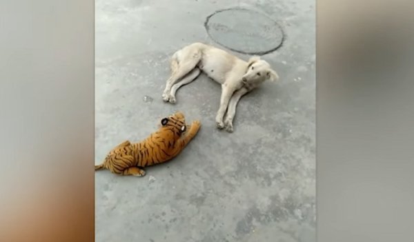 Собака впервые видит тигра