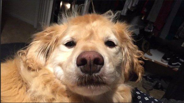 Собачка проснулась