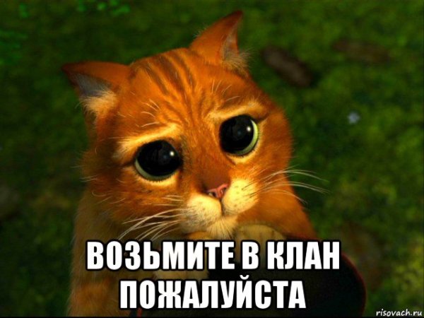 Кот кряхтит Мем