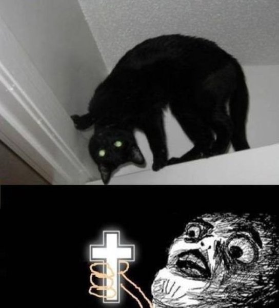 Черный кот Мем
