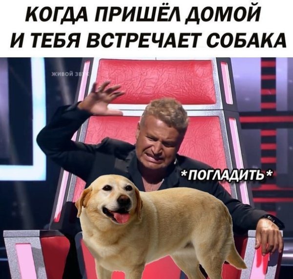 Мемы с собаками