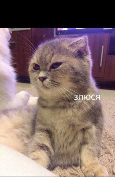 Злюся Мем котик