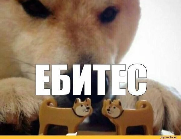 Сиба ину ебитес