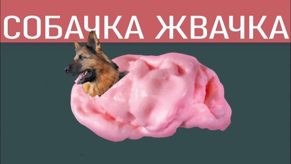 Кошка сосиска собачка жвачка