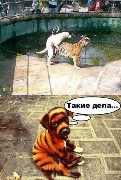 Смешные до слез