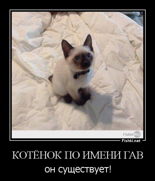 Котенок Гав он существует