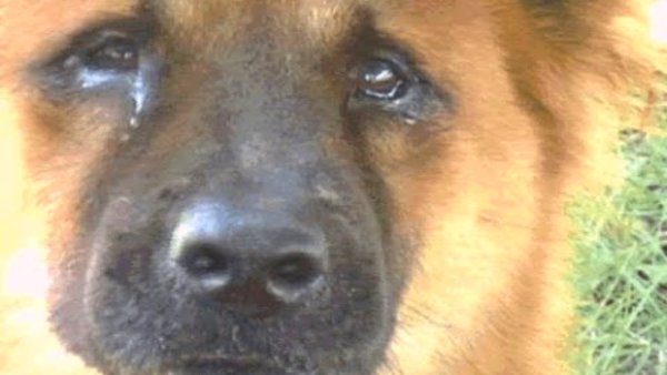 Плачущая овчарка