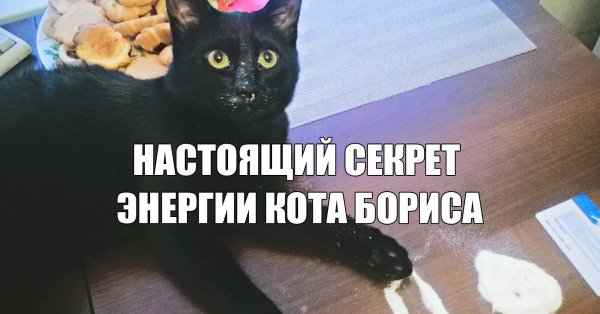 Мемы про кота Бориса