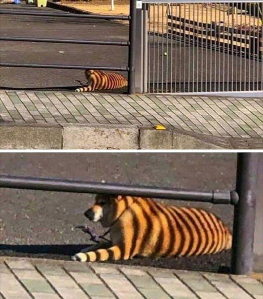 Тигриный забор