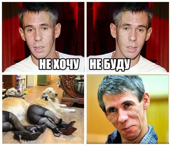 Панин и собака приколы