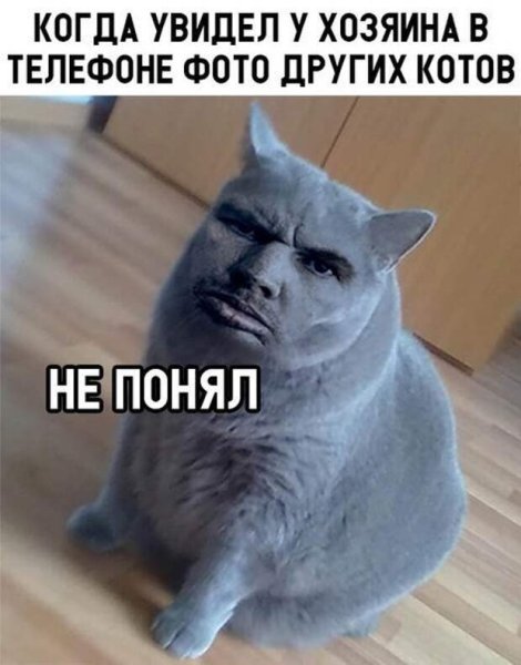 ВАЛАКАС кот