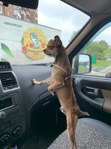 А собака дохуя тигров видела