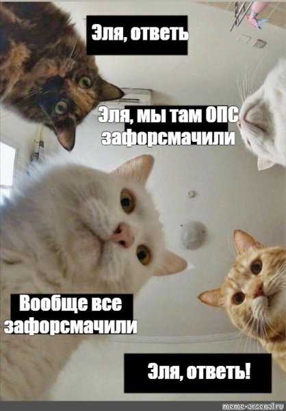 Мем с котами красивое
