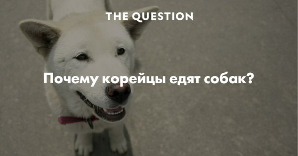 Корейцы едят собак Мем