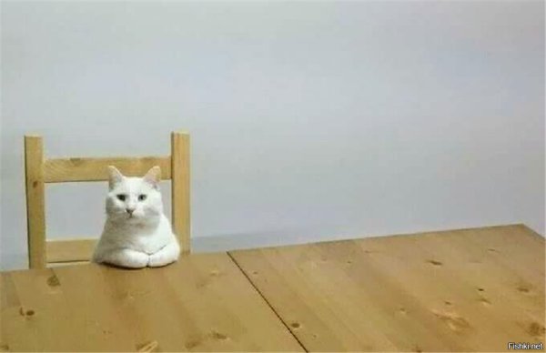 Кушац Мем кот