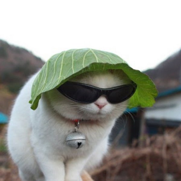 Крутые коты