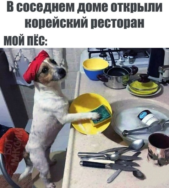 Мем про собаку и корейскую кухню