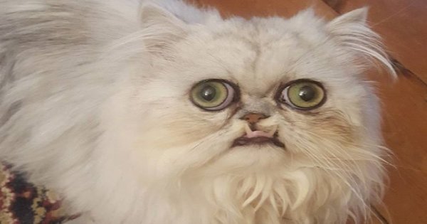 Персидские кошки с клыками