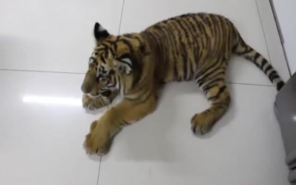 Тигр впервые видит собаку