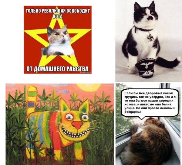 Кот коммунист наше