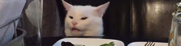 Недовольный кот за столом