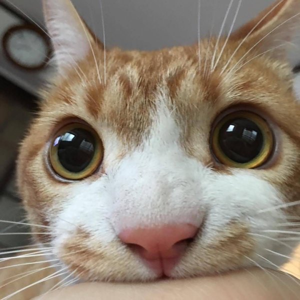 Котик с большими глазами