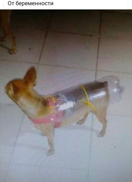 Смешная собака с бутылкой