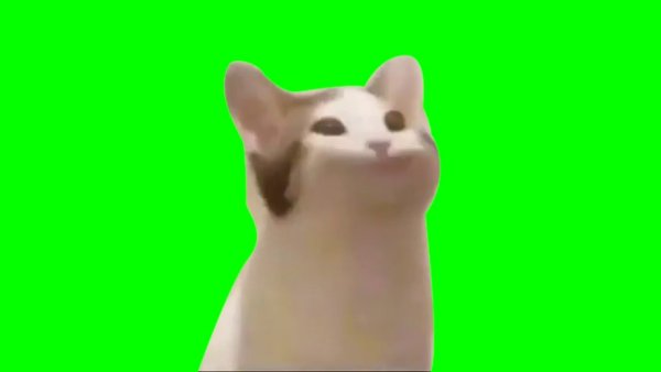 Кот Мем на зелёном фоне