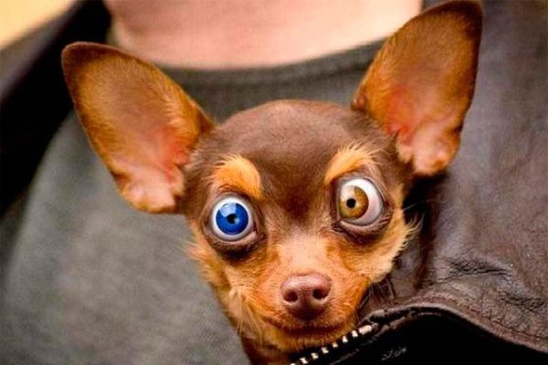 Собака с большими глазами